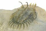 Short Trident Walliserops Trilobite - Timrzit, Morocco #350486-4